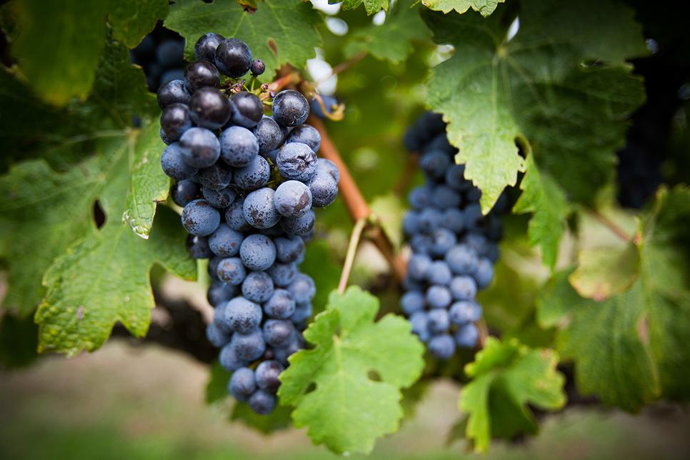 Grapes on vine